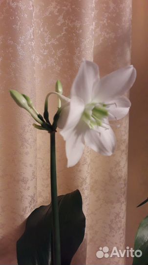 Эухарис цветущий (Амазонская лилия)