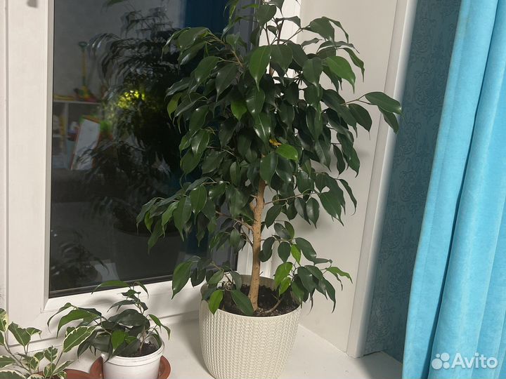 Фикус бенджамина