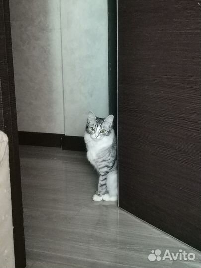 Кошки в добрые руки бесплатно