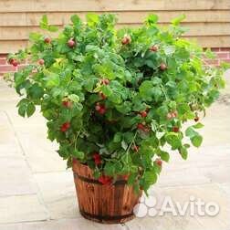 Малина, ежемалина