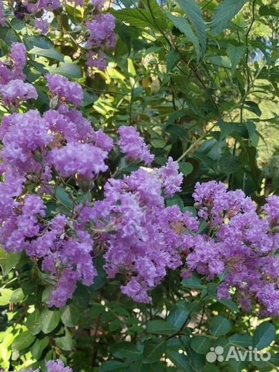 Витекс, Лагерстремия, Мелия, Кельрейтерия