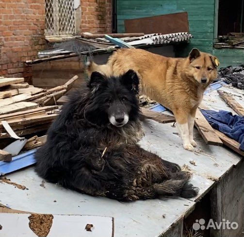 Собака несчастная в приюте