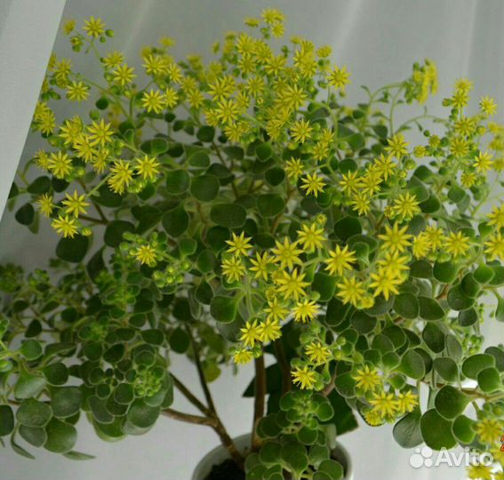 Комнатные растения