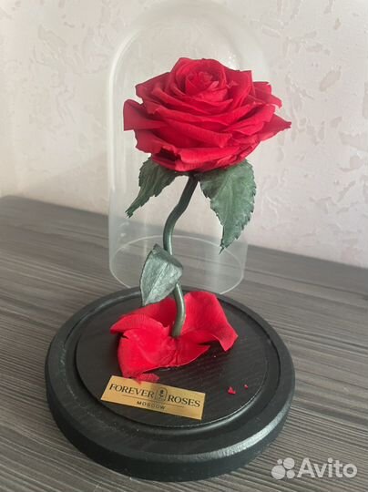 Роза в стеклянном футляре