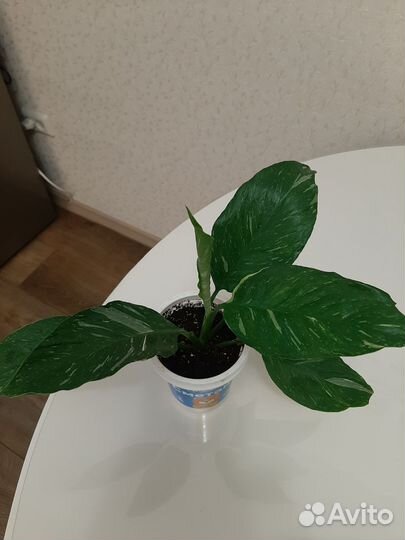 Спатифиллум пестролистный сорт 