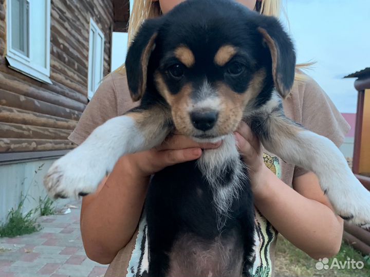 Собака в добрые руки