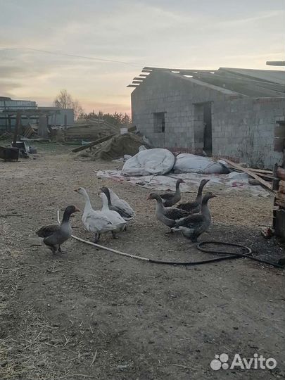 Продам гусей