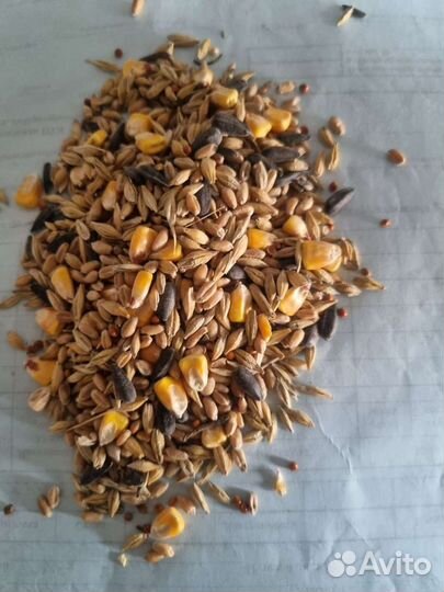 Пшеница,корма,зерно