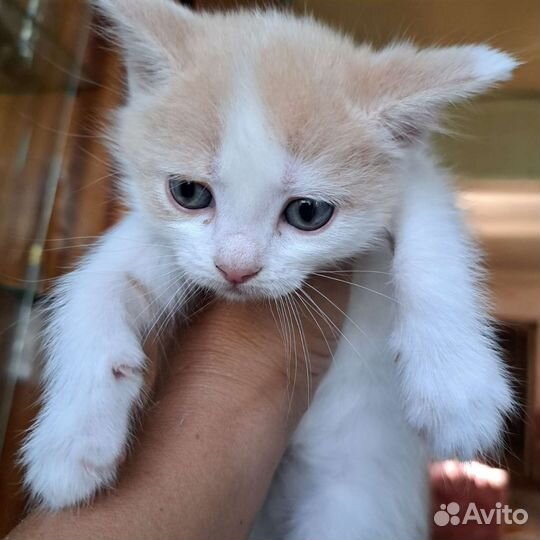 В добрые руки