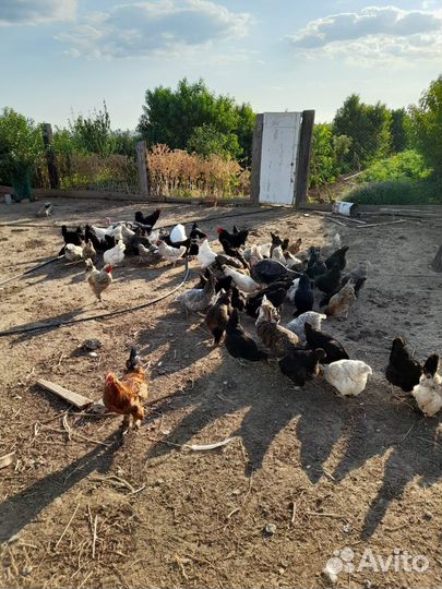 Куры прошлогодние