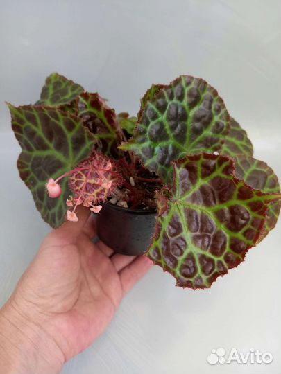 Часть 3. Бегонии декоративнолиственные