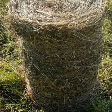 Продам сено в рулонах
