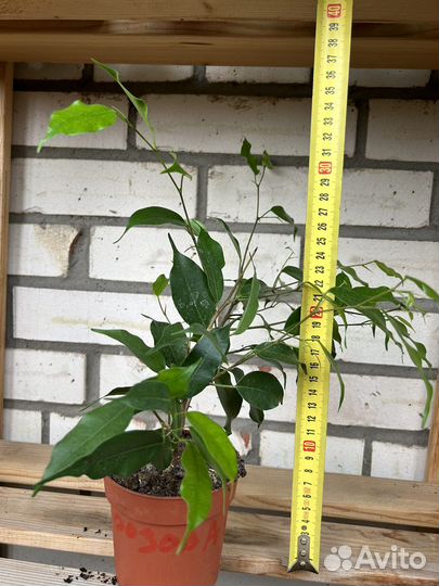 Комнатнве цветы