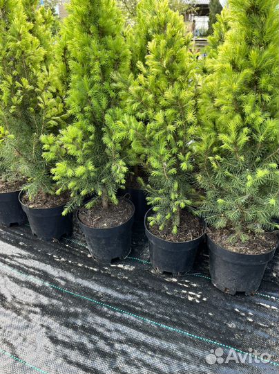 Ели канадские Коника,Рейнбов Энд,Дези Уайт