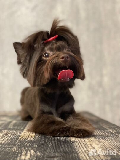 Стрижка собак (груминг)