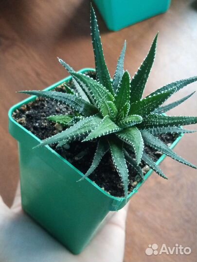 Алоэ хавортия микс