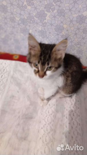 Котенок
