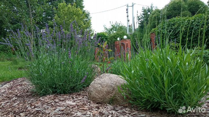 Лаванда многолетник