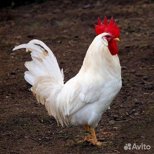Чистокровные петухи порода Леггорн