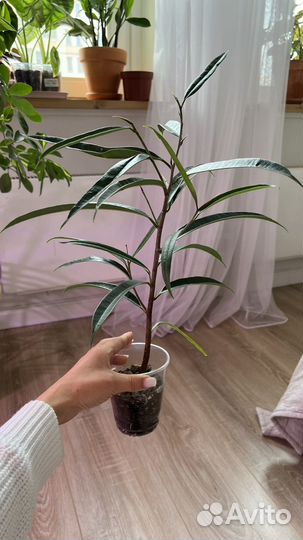 Фикус али, замиокулькас зензи