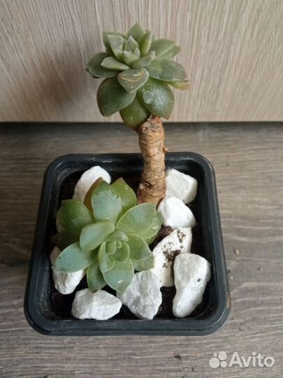 Эониум киви