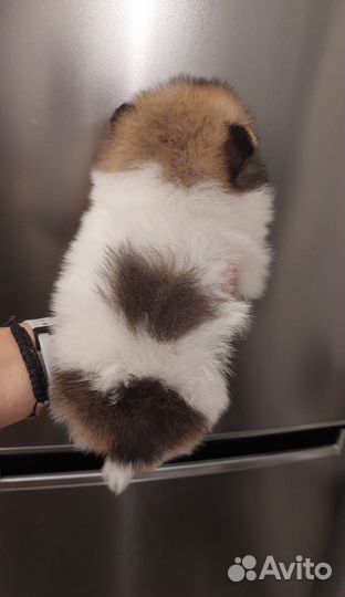 Щенки шпица