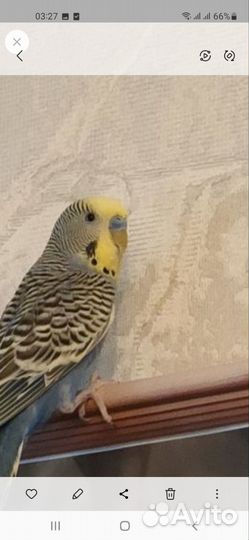 Волнистый попугай самец