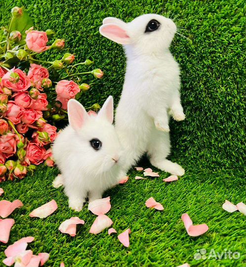Мини кролики карликовые