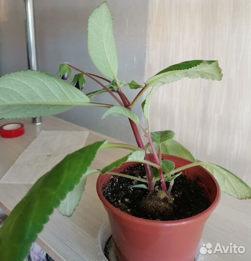 Тидея Глоксиния