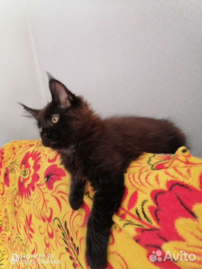 Котята мейн кун