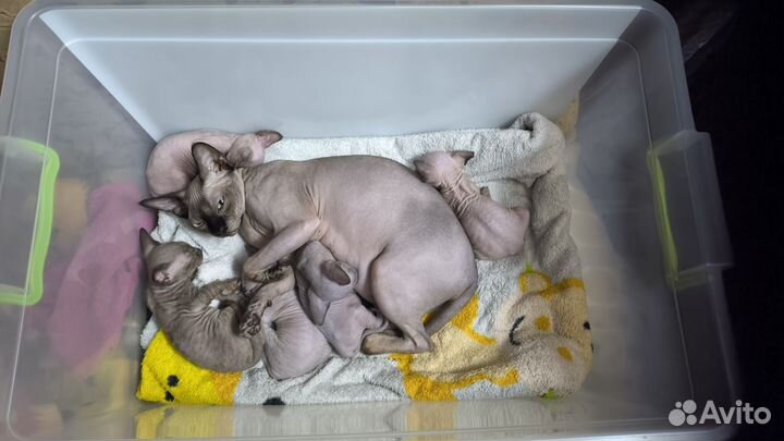 Канадский сфинкс