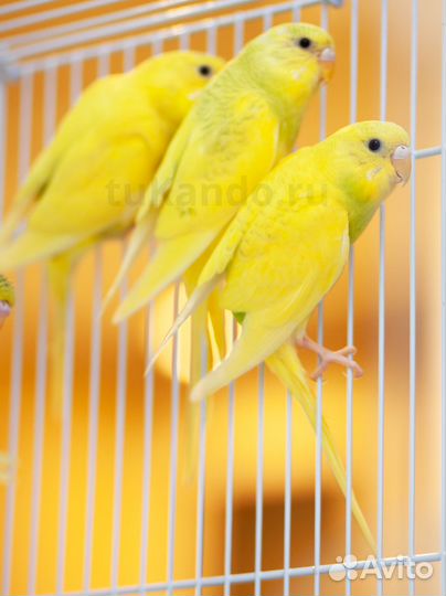 Волнистый попугай жёлтые птенцы