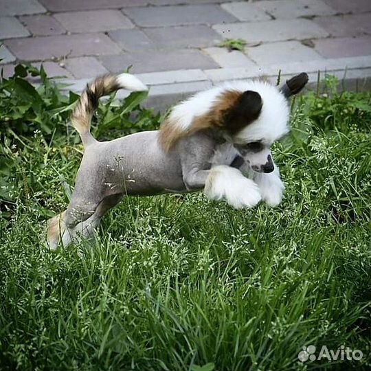 Китайская хохлатая мини