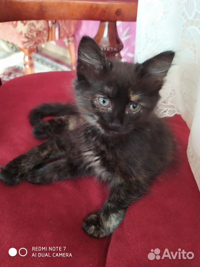 Котенок в добрые руки