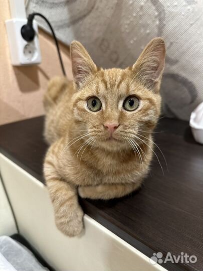 Котенок бесплатно