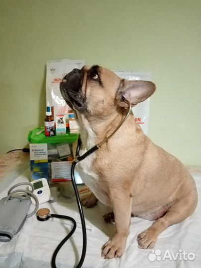 Ветеринарный врач