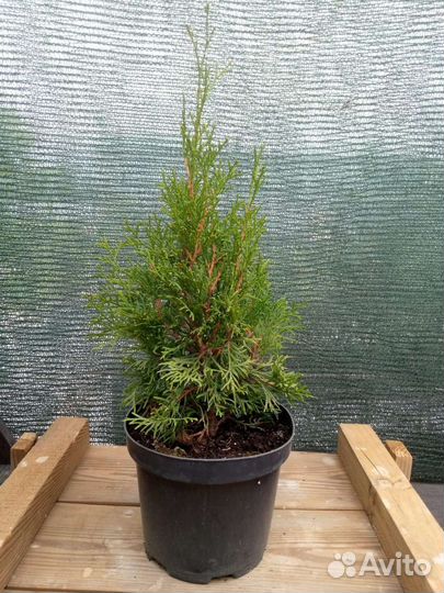 Туя смарагд