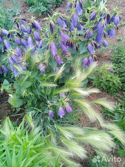 Крупный синий колокольчик 