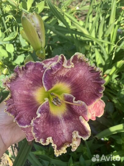 Набор лилейников