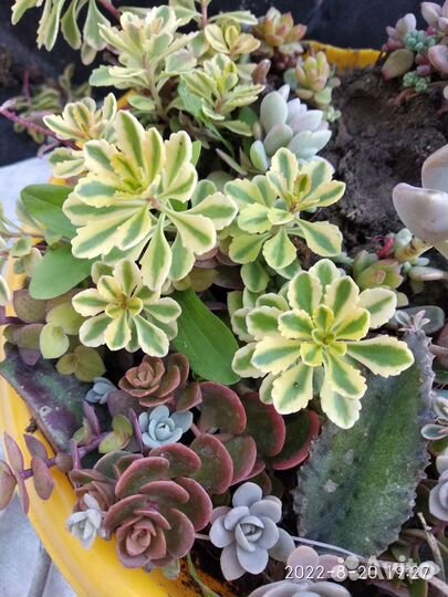 Суккуленты очень много