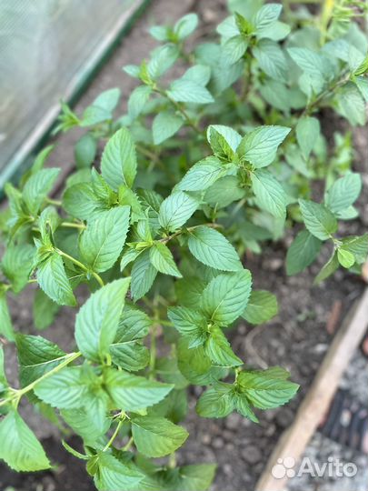 Мята сортовая