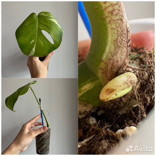 Комнатные растения