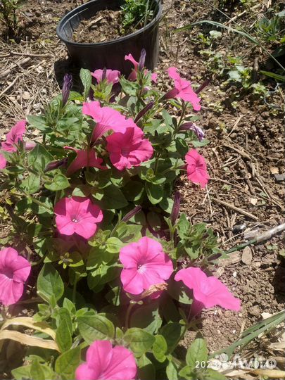 Петунии Тайдалы,Опера