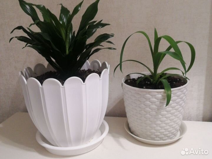 Пальма драцена