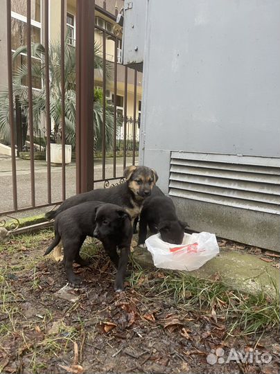Щенок в добрые руки