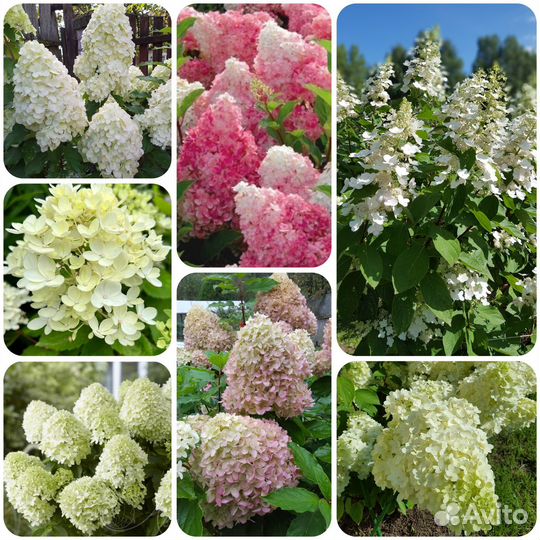 Гортензия метельчатая