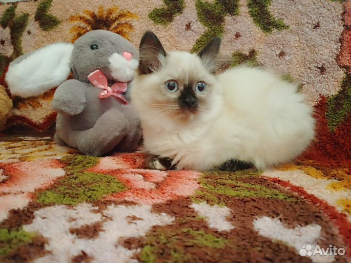 Невская Маскарадная кошечка