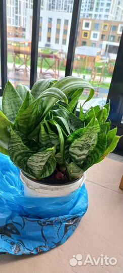 Цветок в горшке