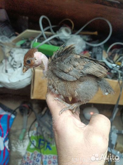 Цыпленок голошейка 1 месяц