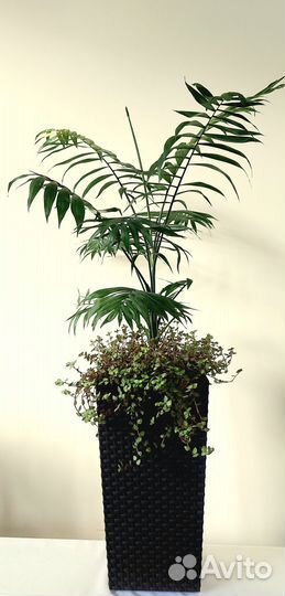 Циперус Драцена Хавортия Хлорофитум Комнатные цвет